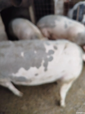 vand porci - imagine 3