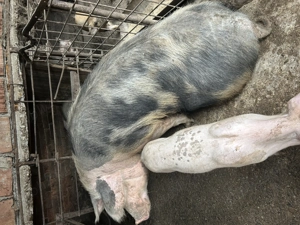 Porci jud Olt Balteni  - imagine 4