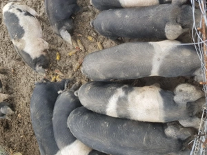 Vand purcei  si grasuni bazna   - imagine 3