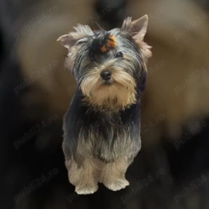 Imi caut urgent casuta!!