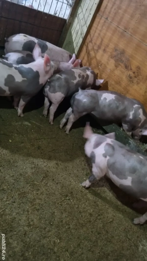 vând purcei pietrain  - imagine 3