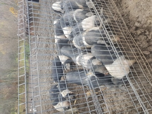 Vand purcei  si grasuni bazna   - imagine 4