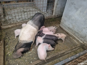 purcei de vanzare 7 saptamani