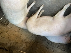 Porci de vânzare 100-140 kg - imagine 3