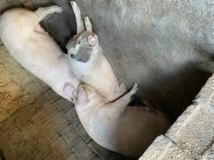 Porci de vanzare 100-140kg