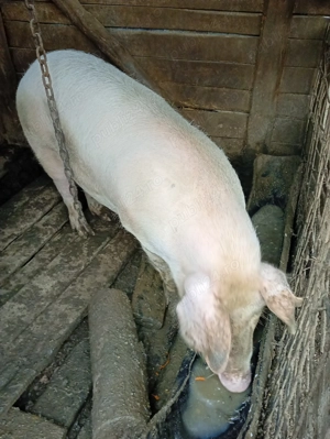 De vanzare purcea  - imagine 2