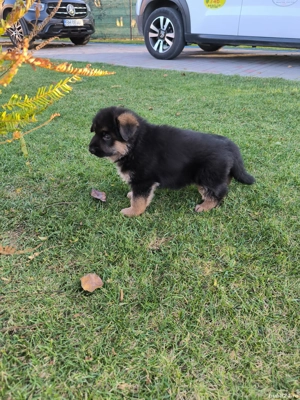 Disponibili pui ciobanesc german cu par scurt si par lung