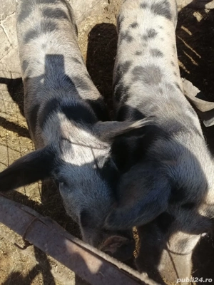 vand porci - imagine 4