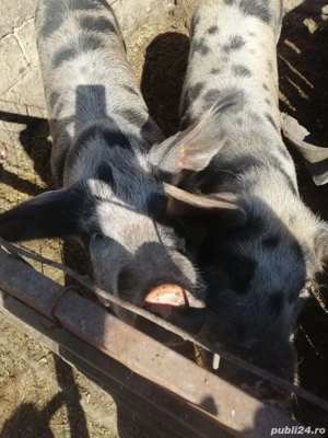 vand porci - imagine 5