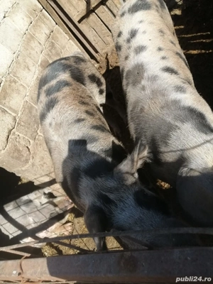 vand porci - imagine 3