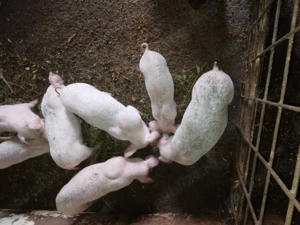 De vanzare.mai multe detalii l nr   - imagine 3