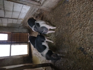 De vanzare.mai multe detalii l nr   - imagine 4