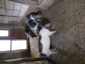 De vanzare.mai multe detalii l nr   - imagine 2