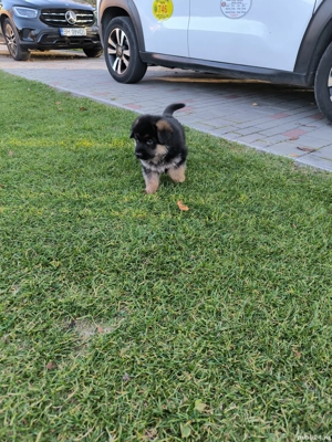 Disponibili pui ciobanesc german cu par scurt si par lung - imagine 2