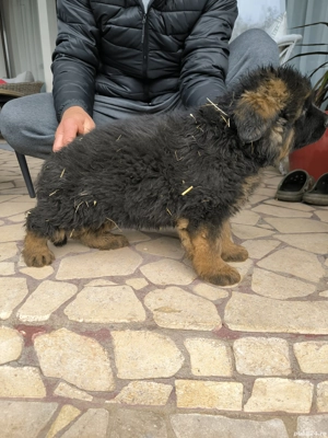 Disponibili pui ciobanesc german cu par scurt si par lung - imagine 3