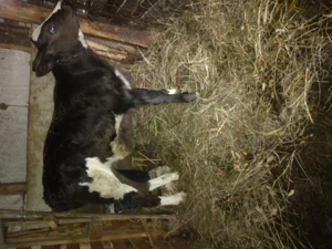 De vanzare.mai multe detalii l nr   - imagine 5