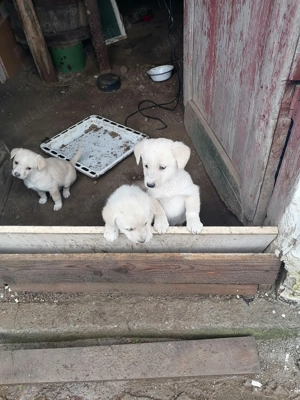 Donez căței metis vârstă o luna jumătate  - imagine 2