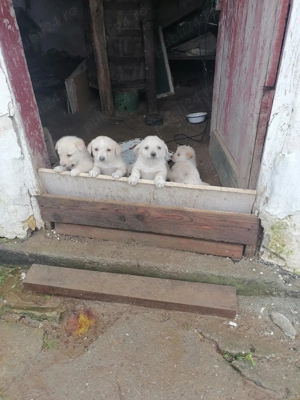 Donez căței metis vârstă o luna jumătate  - imagine 3