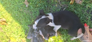 cautam stăpân  - imagine 3