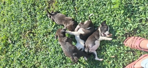 cautam stăpân  - imagine 2