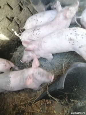 vand purcei pietrean  - imagine 2