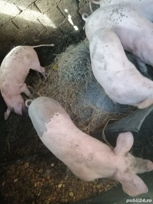 vand purcei pietrean  - imagine 4