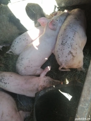 vand purcei pietrean  - imagine 3