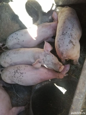 vand purcei pietrean 