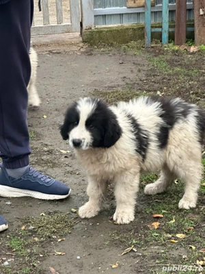 Vand carelusa ciobanesc de bucovina - imagine 2