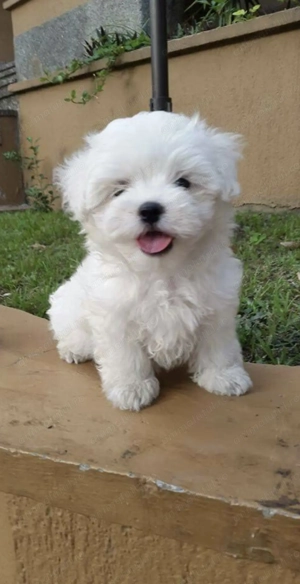 Bichon maltez mascul și femela