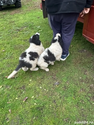 Vand carelusa ciobanesc de bucovina - imagine 5