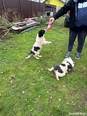 Vand carelusa ciobanesc de bucovina - imagine 4