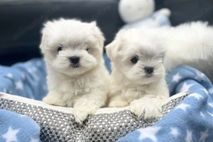 Bichon maltez superbi