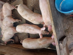 Vând purcei județul Argeș 