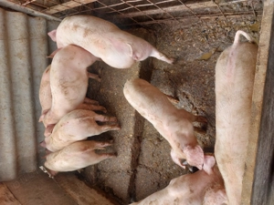 Vând purcei județul Argeș 