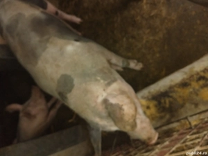 vand porc mare - imagine 3