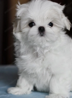 Bichon maltez superb