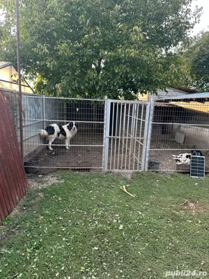 Vand carelusa ciobanesc de bucovina - imagine 6