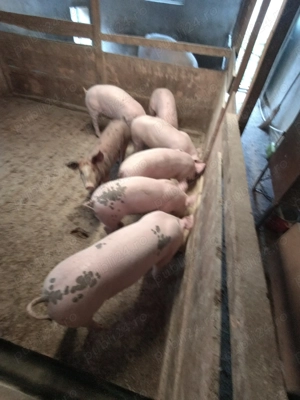 Purcei de vânzare  - imagine 3