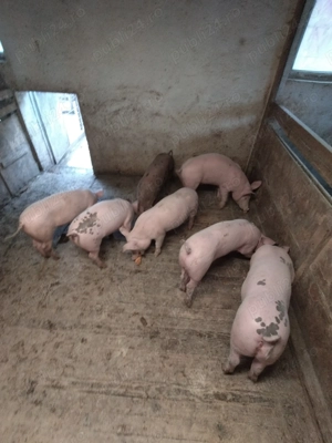 Purcei de vânzare  - imagine 2