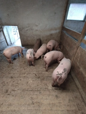 Purcei de vânzare  - imagine 4