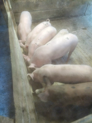 Purcei de vânzare  - imagine 5