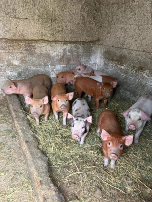 Purcei de vânzare 6 săptămâni, masculi castrați, colți tăiați fieru dat - imagine 2