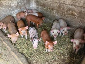 Purcei de vânzare 6 săptămâni, masculi castrați, colți tăiați fieru dat - imagine 3