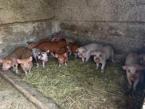 Purcei de vânzare 6 săptămâni, masculi castrați, colți tăiați fieru dat - imagine 4