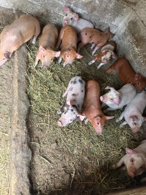 Purcei de vânzare 6 săptămâni, masculi castrați, colți tăiați fieru dat