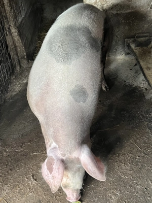 Vând porc crescut în propria gospodărie - imagine 3