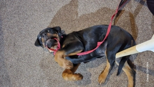 Vand pui rottweiler 3 luni din parinti cu pedigree