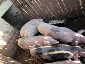 Purcei de vânzare  - imagine 2