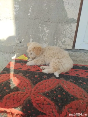 Vand bichon  - imagine 5